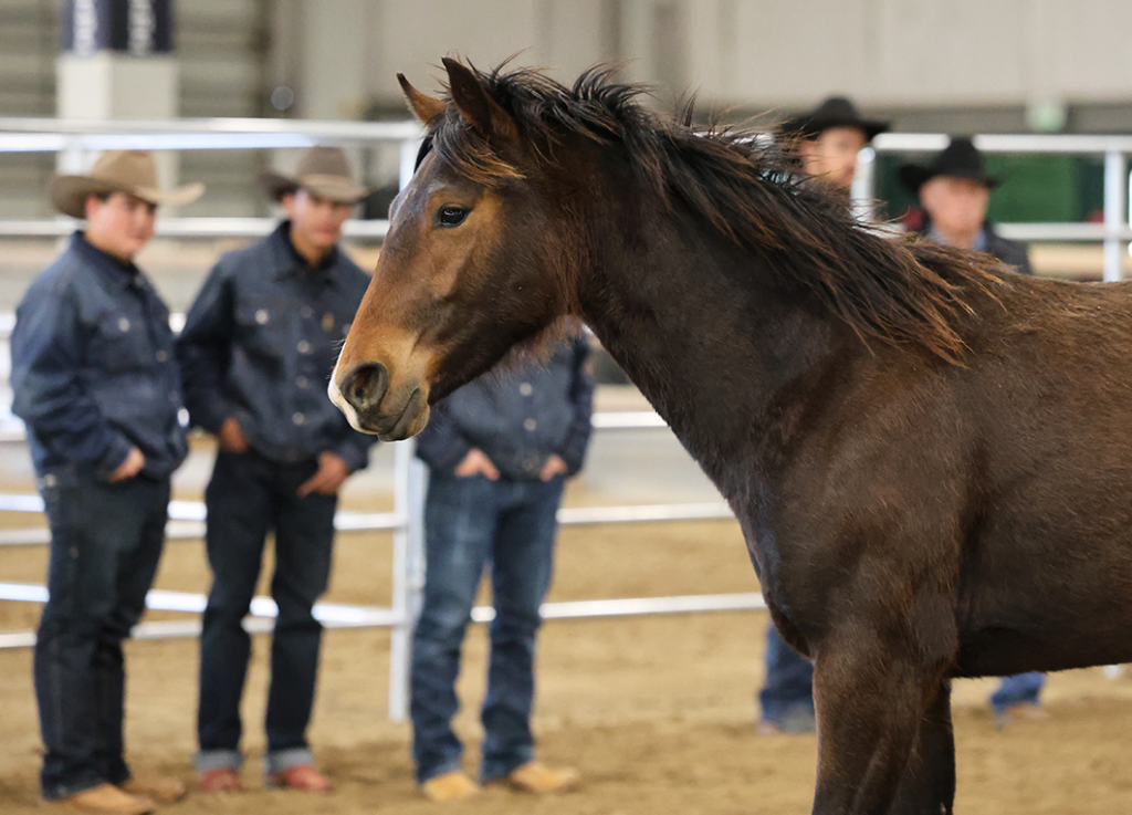 Collegiate Colt Starting at the Idaho Horse Expo