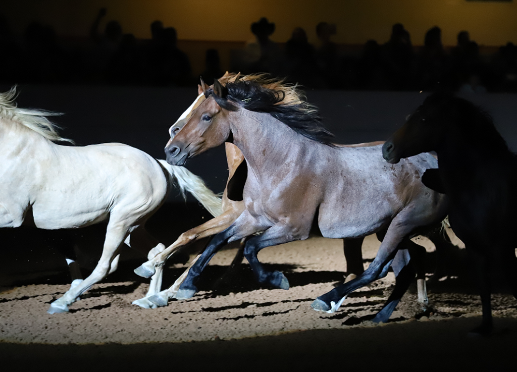 Mustang Heritage Invitational Debuts at Road to the Horse 2027